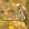 Pustik obecny - Strix aluco - Tawny Owl WS 6642